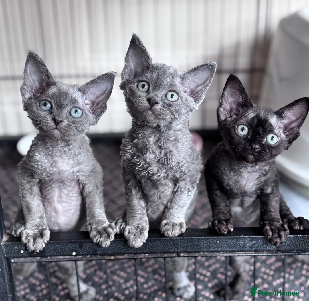 Devon Rex cats for sale: 3 Fabulous pedigree girls - Advert 1