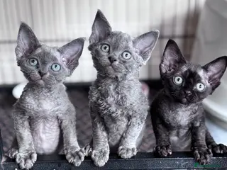 Devon Rex cats 3 Fabulous pedigree girls - Advert 1