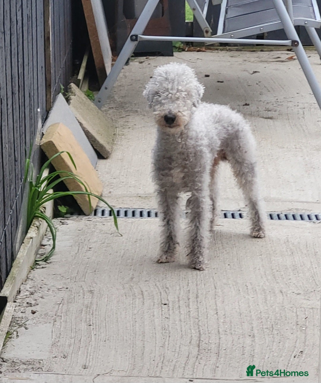 Bedlington Terrier dogs for stud: Bedlington terrier for stud  - Advert 5