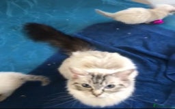 Ragdoll cats for sale: GCCF Championship Line Ragdolls - Image 8