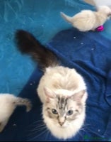 Ragdoll cats - Advert 6