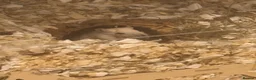 Gerbil rodents for sale: 2 female gerbil babies  - Advert 5