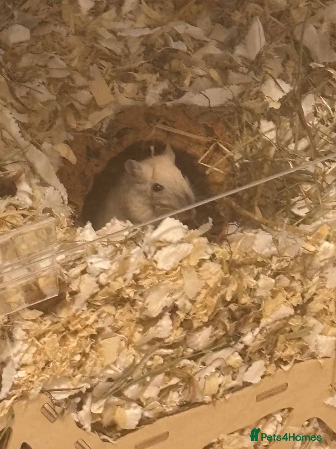 Gerbil rodents for sale: 2 female gerbil babies  - Advert 5