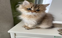 British Longhair cats for sale: Last British Longhair kitten  - Advert 32