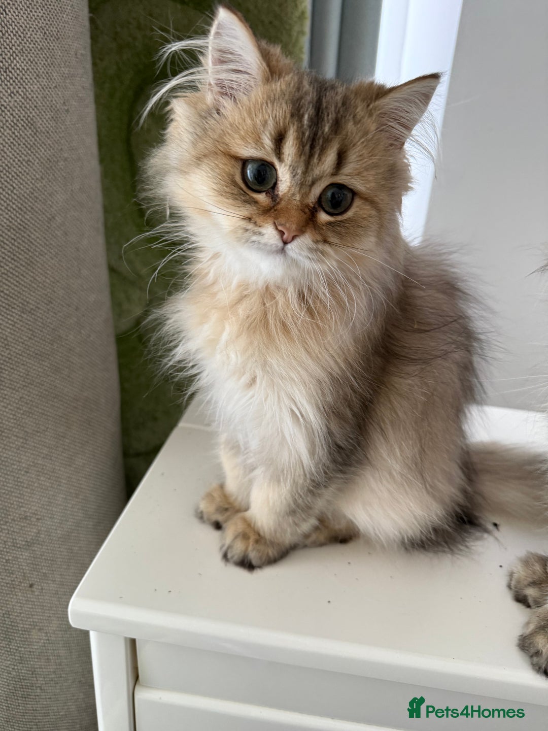 British Longhair cats for sale: Last British Longhair kitten  - Advert 32