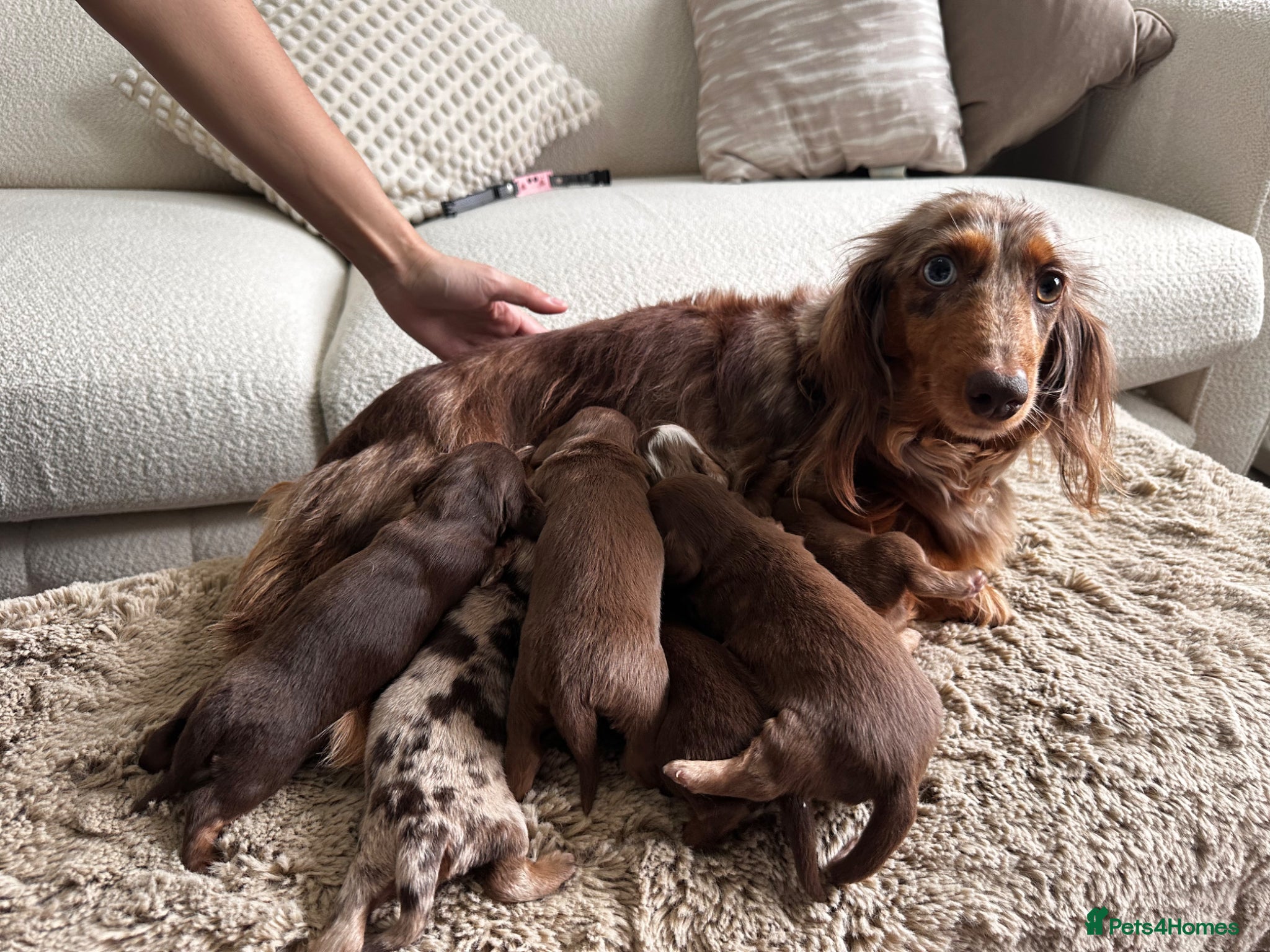Miniature Dachshund dogs True beautiful miniature longhair dachshund  - Advert 3