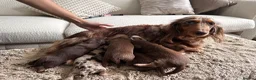 Miniature Dachshund dogs for sale: True beautiful miniature longhair dachshund  - Advert 2