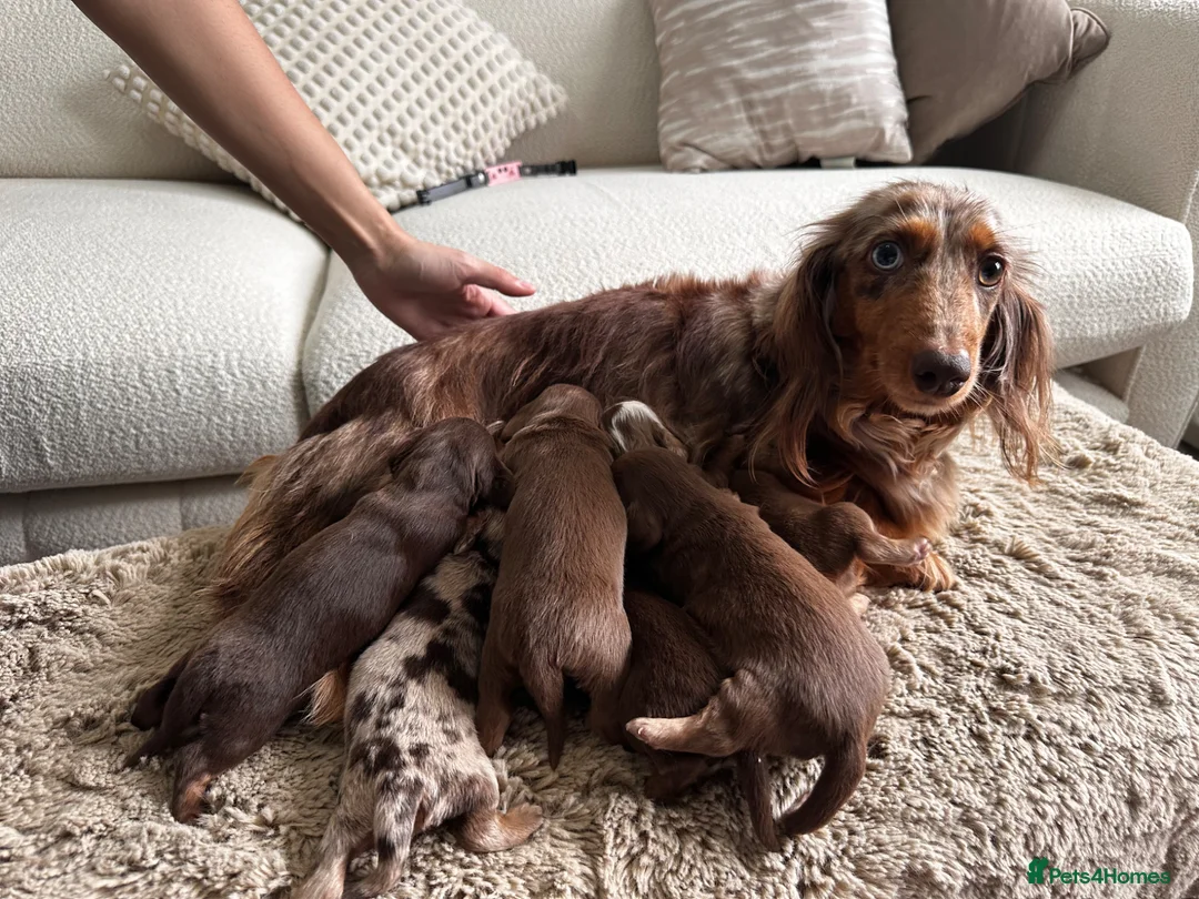 Miniature Dachshund dogs for sale: True beautiful miniature longhair dachshund  - Advert 2