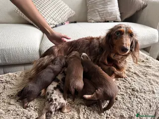 Miniature Dachshund dogs True beautiful miniature longhair dachshund - Advert 6