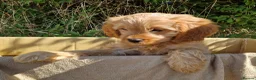 Cavapoo dogs for sale: Cuddly Cavapoos Ready Now! - Advert 8