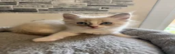 Ragdoll cats for sale: Stunning Ragdoll kittens - Advert 27
