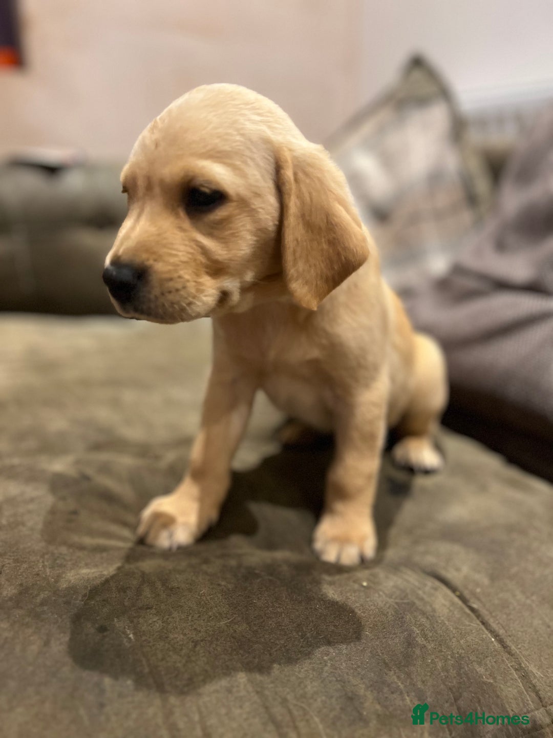 Labrador Retriever dogs for sale: Beautiful healthy puppies ready THIS WEEKEND - Image 6
