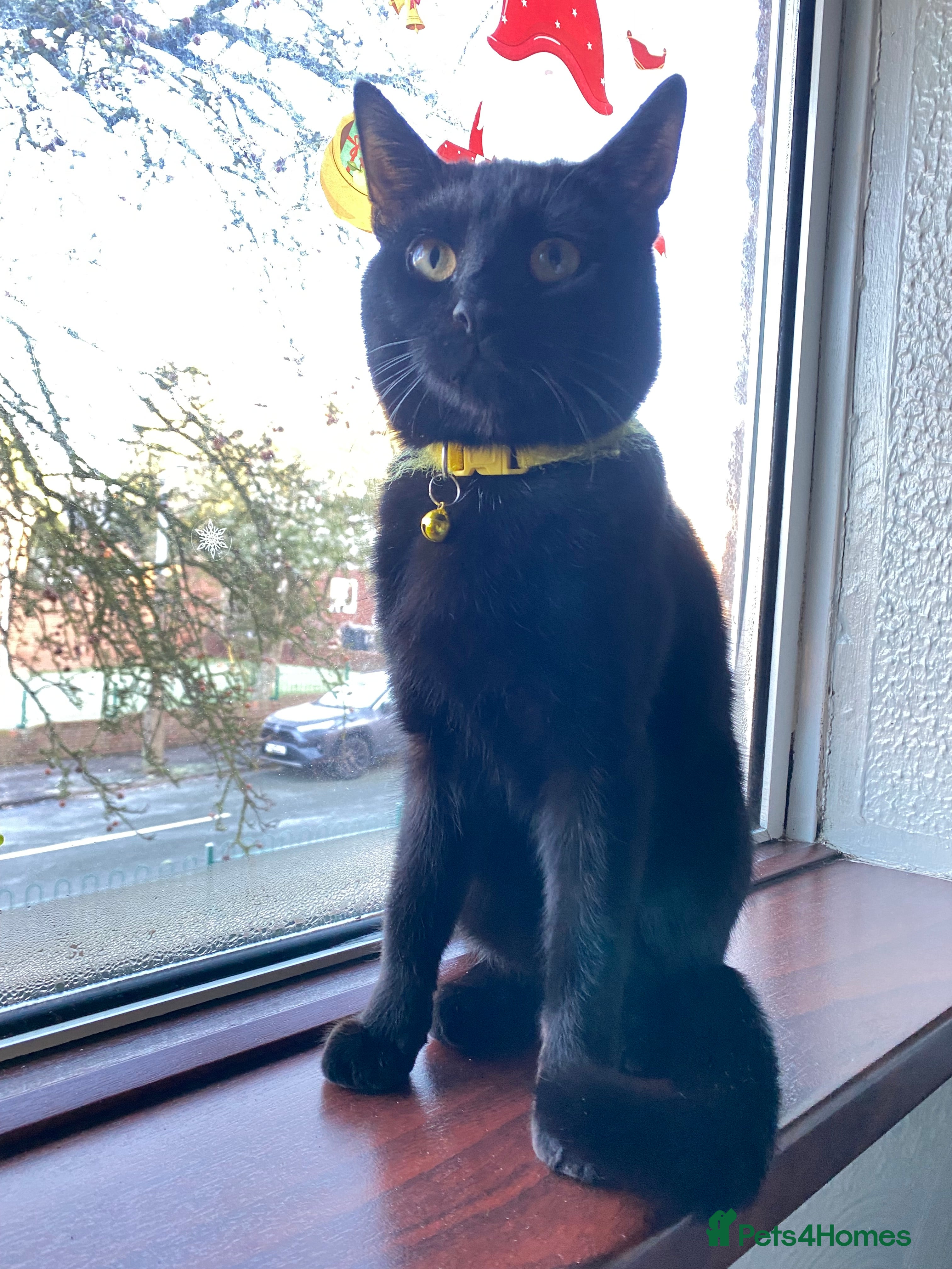 Mixed Breed cats 11 months old lovely male Cat - Advert 13