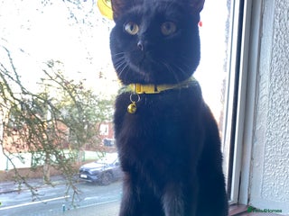 Mixed Breed cats 11 months old lovely male Cat - Advert 1
