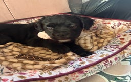 Mixed Breed dogs for sale: 17 week girl Callie  - Image 2
