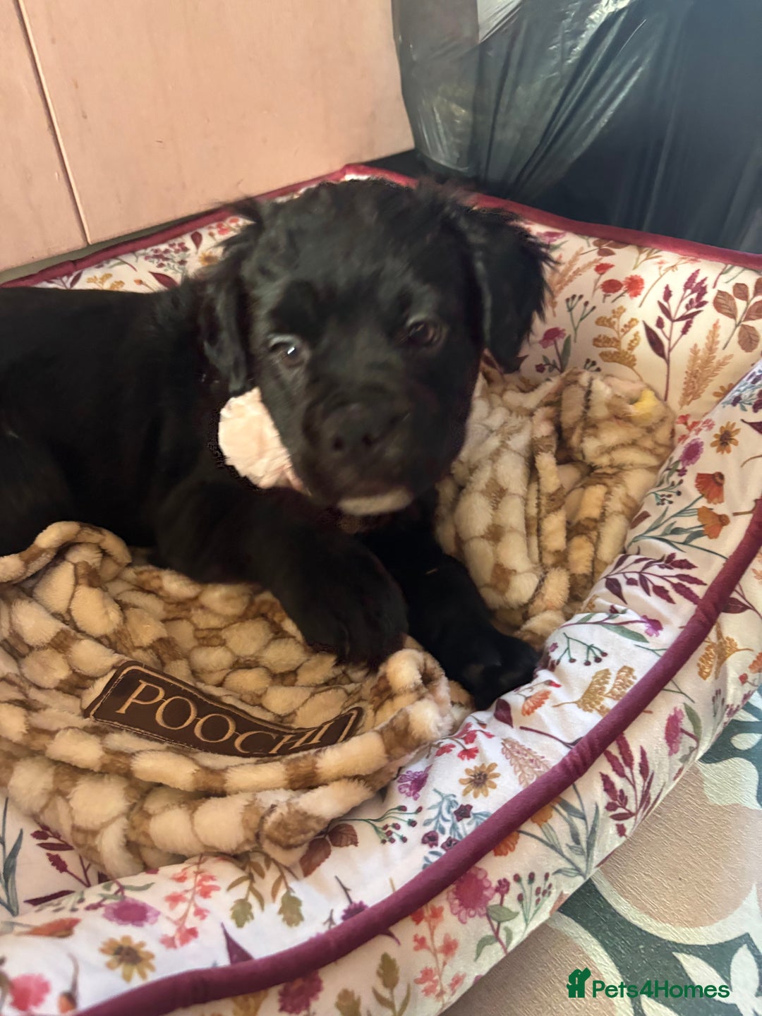 Mixed Breed dogs for sale: 17 week girl Callie  - Image 2