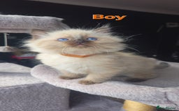 Ragdoll cats for sale: Ragdoll kittens  - Image 16