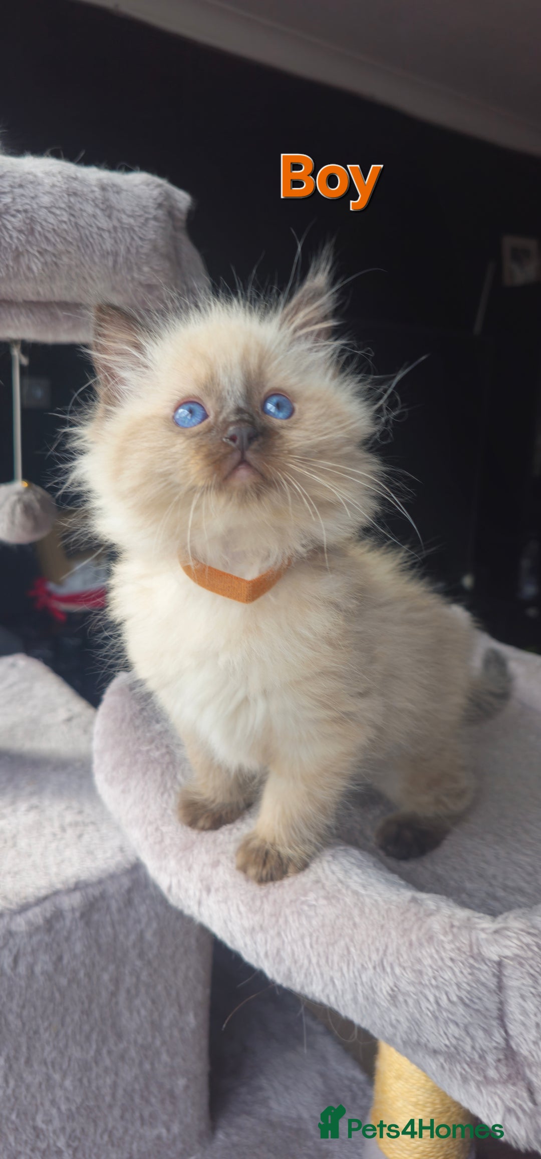 Ragdoll cats for sale: Ragdoll kittens  - Image 16