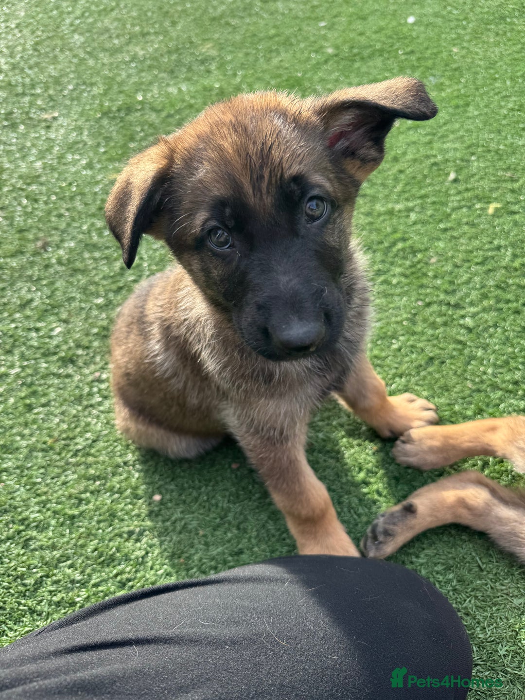 Mixed Breed dogs for sale:  4 Belgian Malinois & German Shepherd Puppies - Advert 10