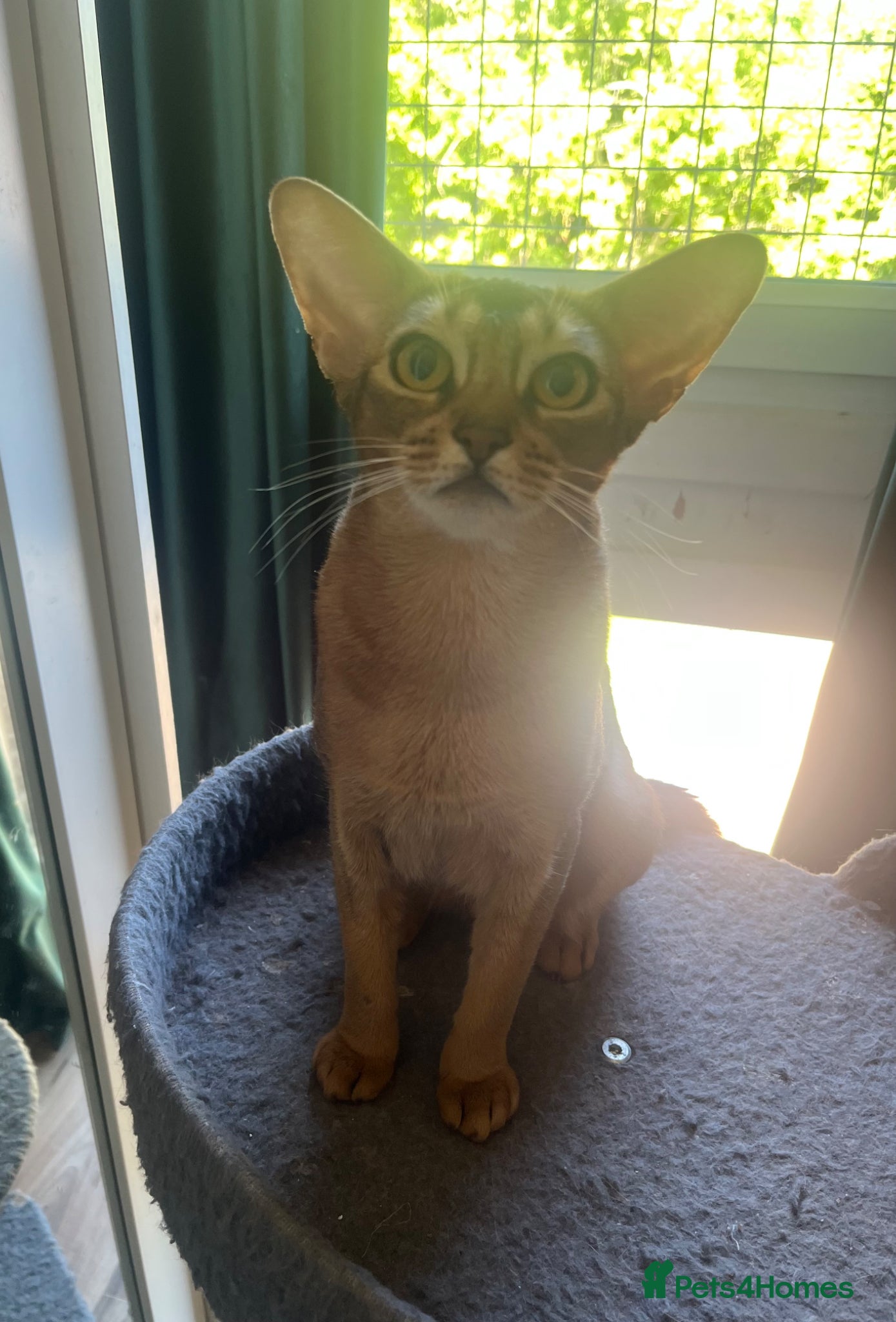 Abyssinian cats Gorgeous Abyssinians cats - Advert 1