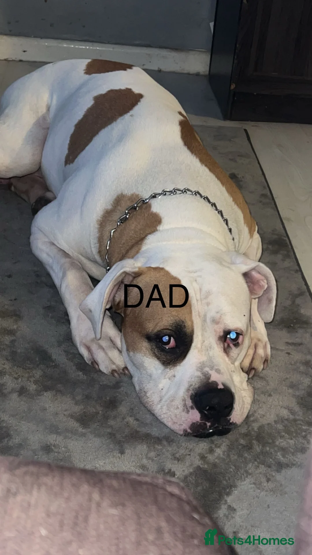 American Bulldog dogs for sale: American bulldog puppies - Advert 1