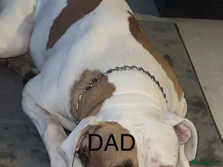 American Bulldog dogs American bulldog puppies - Advert 18