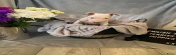 English Bull Terrier dogs for sale: 🐾✨ STUNNING ENGLISH BULL TERRIER PUPPIES ✨🐾 - Advert 11