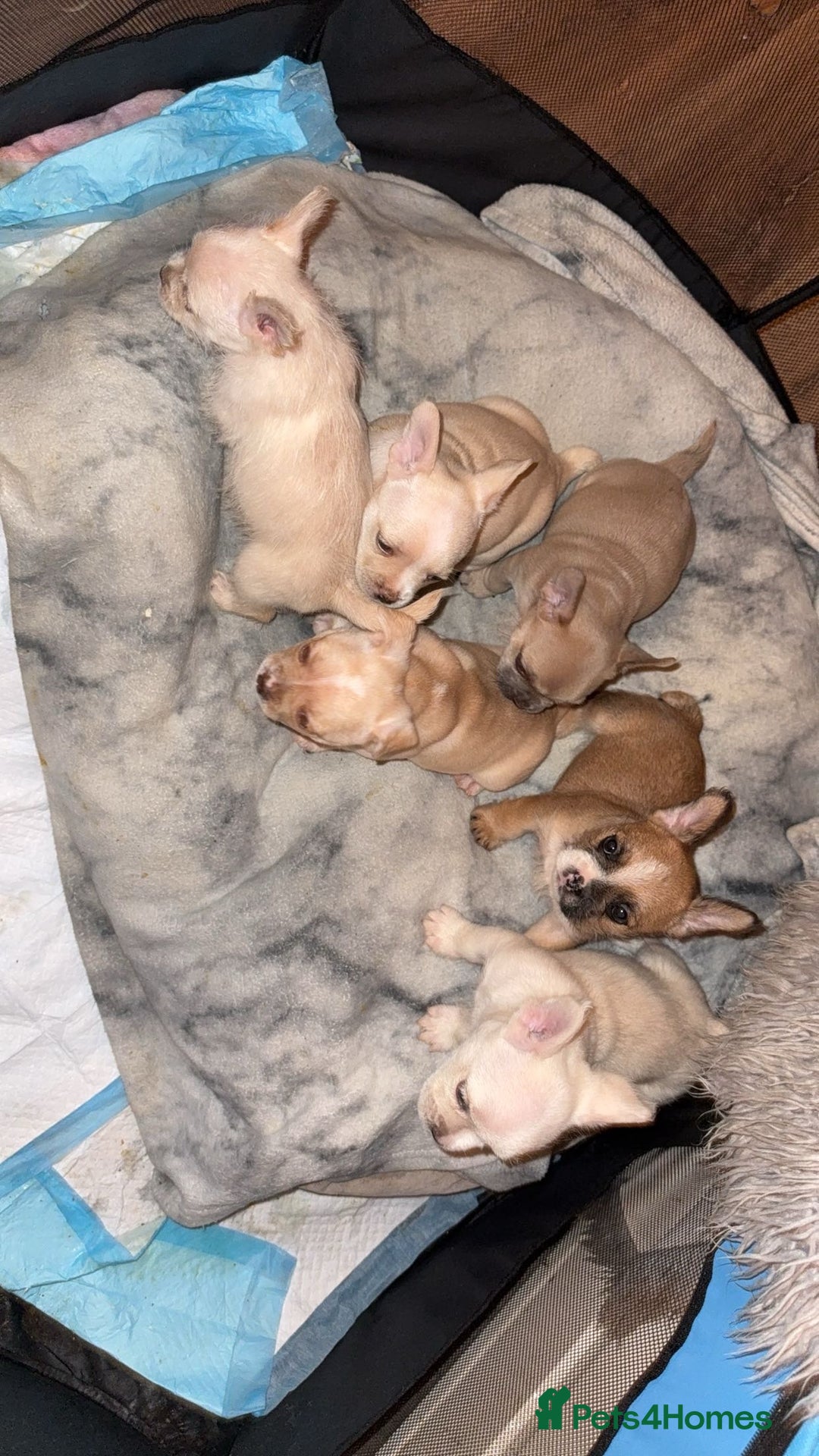Mixed Breed dogs for sale: French bulldog cross border terrier puppies in Taunton - Advert 4