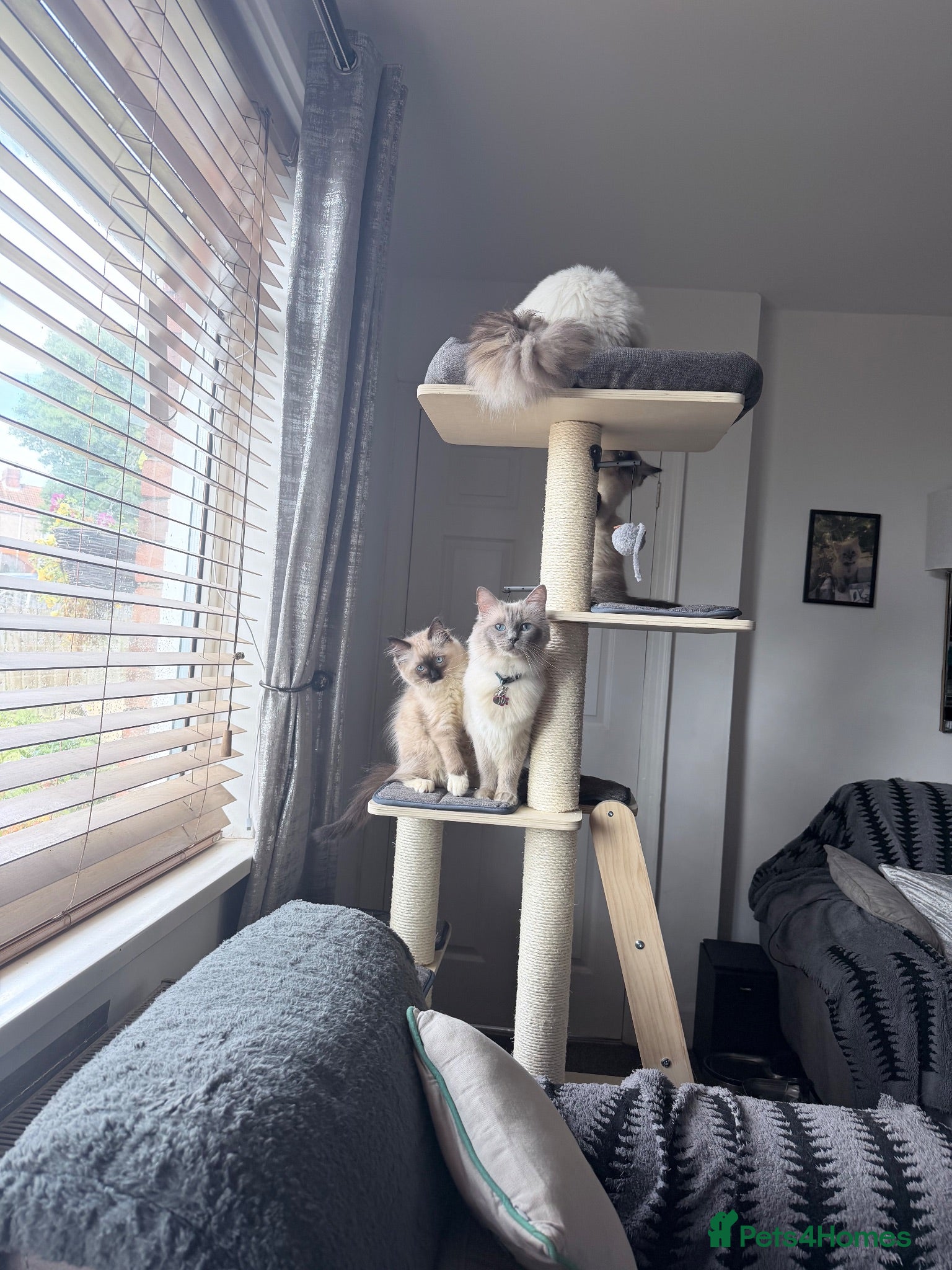 Ragdoll cats 2 pure Ragdoll boys ready for forever  families  - Advert 1