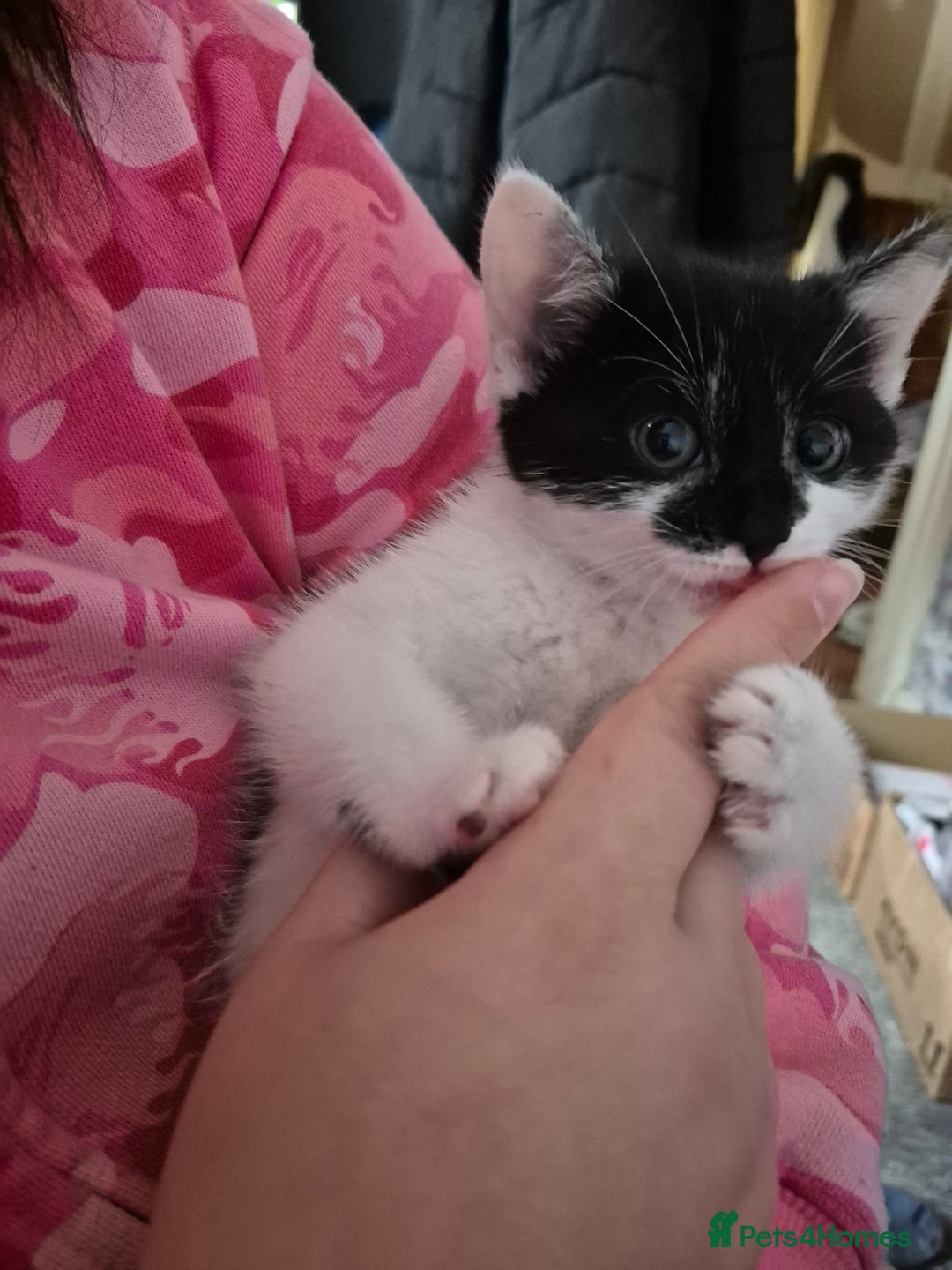 Mixed Breed cats for sale: Female kitten for sale  - Image 3