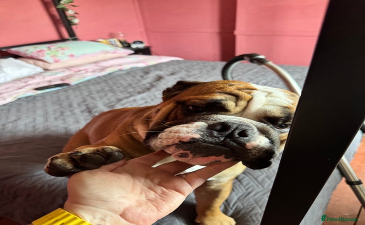 English Bulldog dogs - Advert 1