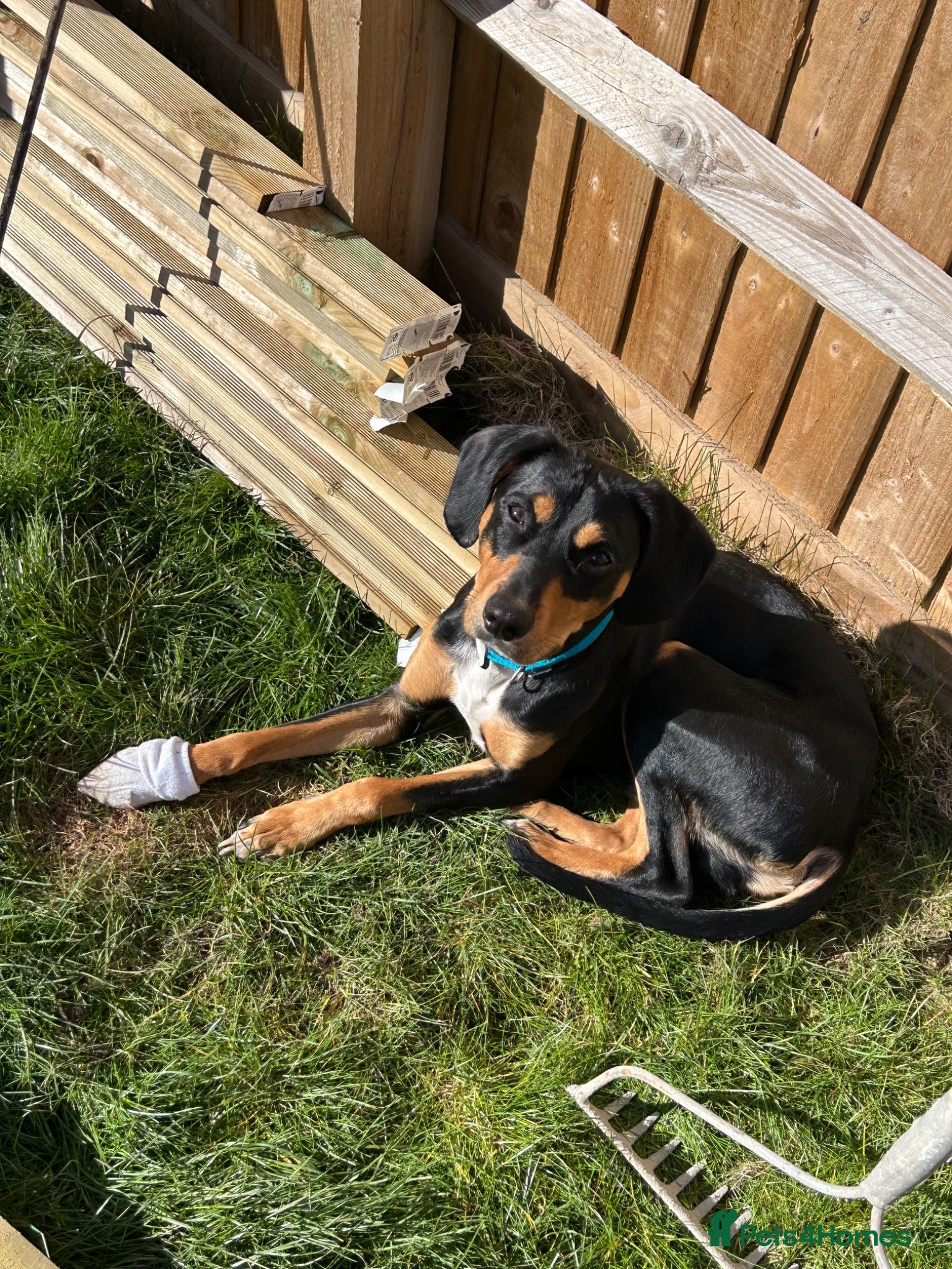 Mixed Breed dogs Walter - Advert 2
