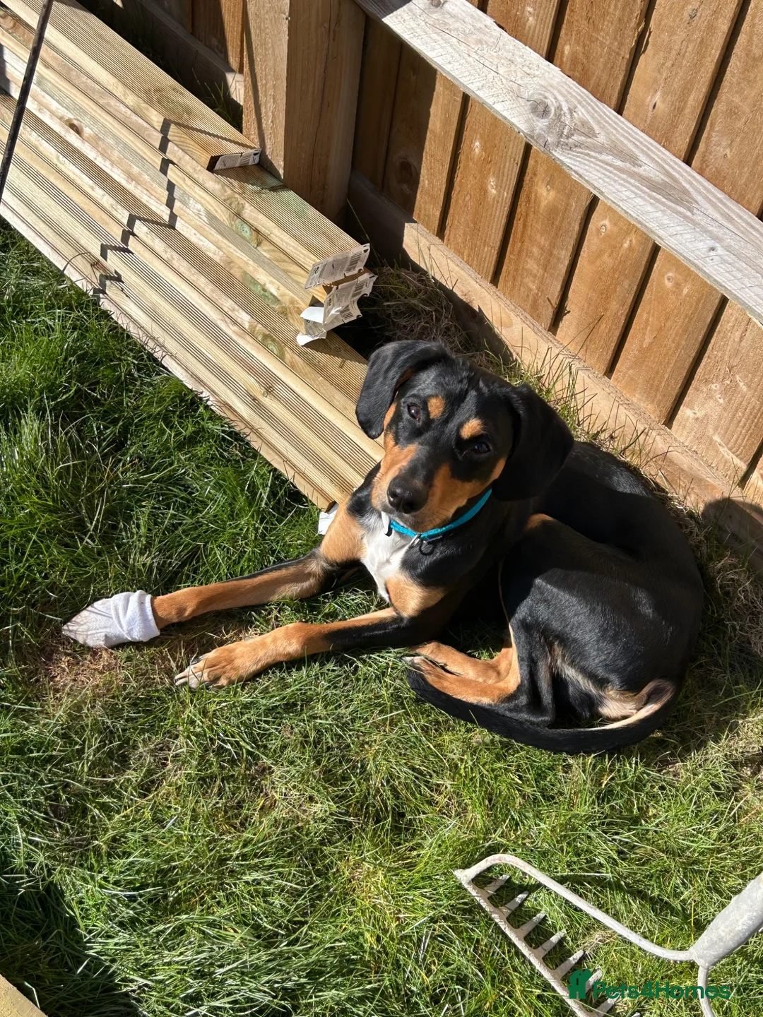 Mixed Breed dogs for sale: Walter - Advert 1