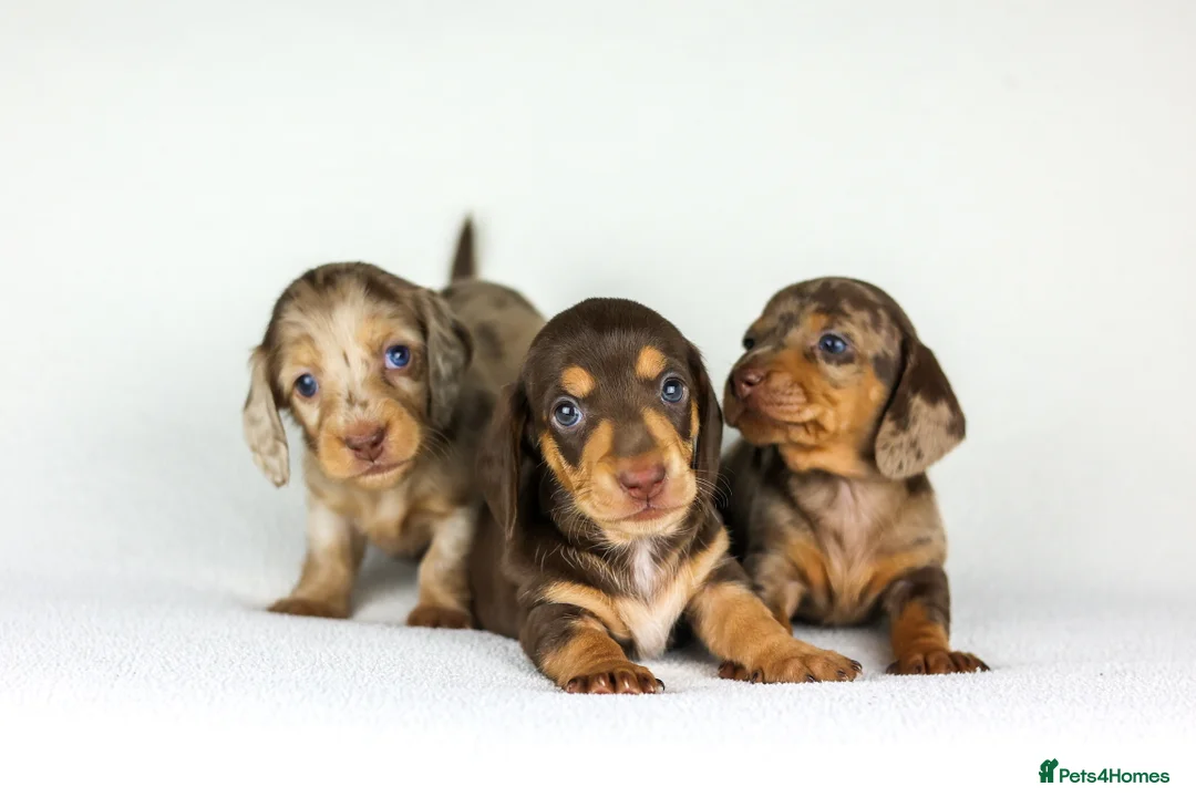 Miniature Dachshund dogs for sale: Miniature dachshund beautiful litter - Advert 9