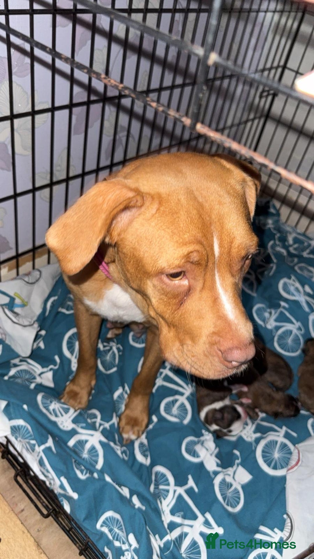 Mixed Breed dogs for sale: Puppies - Image 7