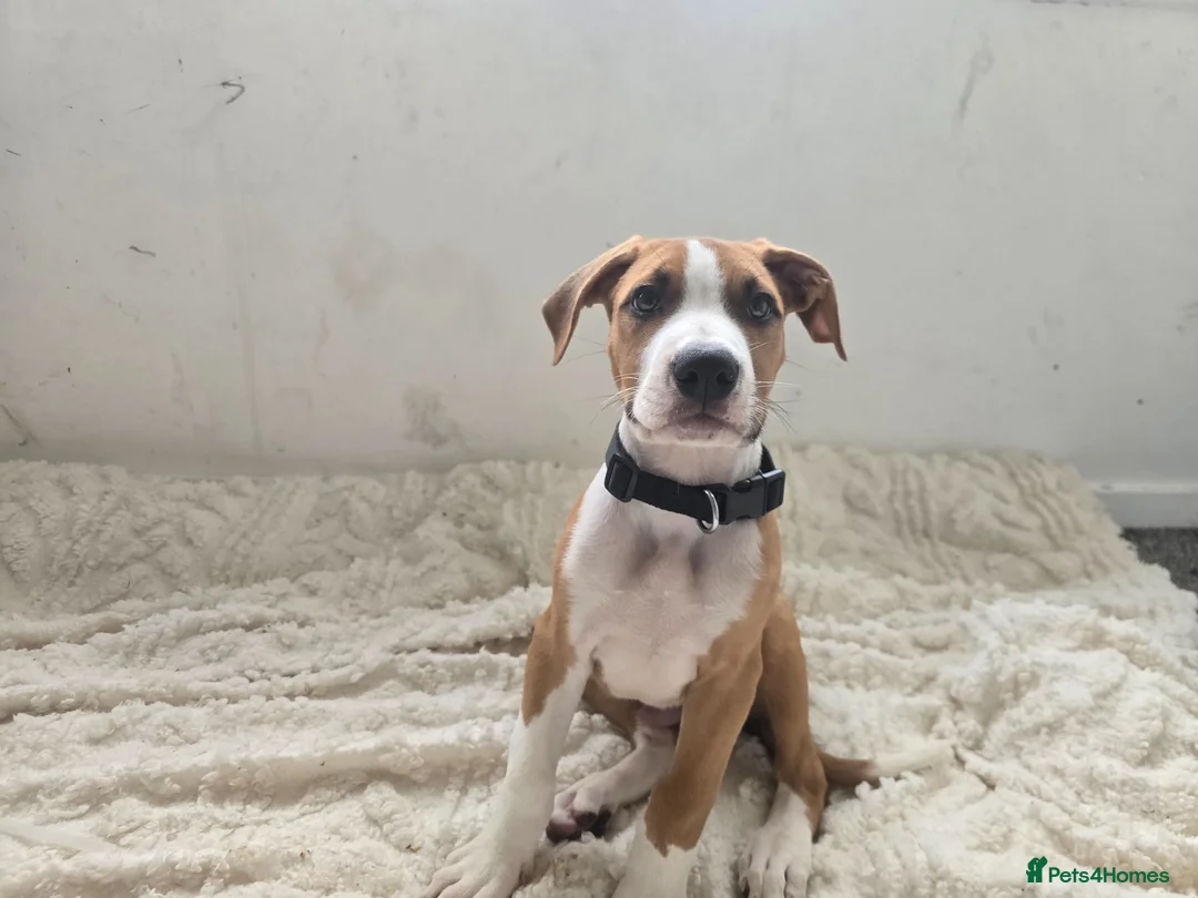 Mixed Breed dogs for sale: Ridgeback/American terrier/ english bulldog mix  in Coventry - Advert 40
