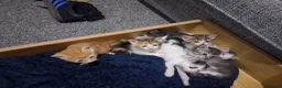Mixed Breed cats for sale: Litter of 7 ready to leave - Advert 15
