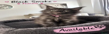 Maine Coon 6