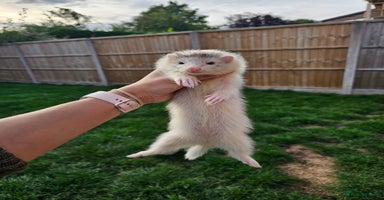 Ferret rodents - Advert 9