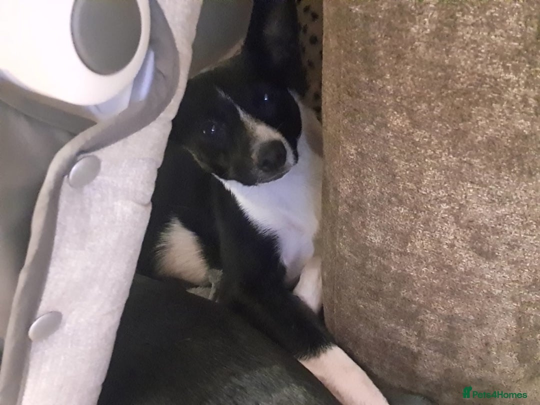 Patterjack dogs for sale: Patterjack for rehoming - Image 7