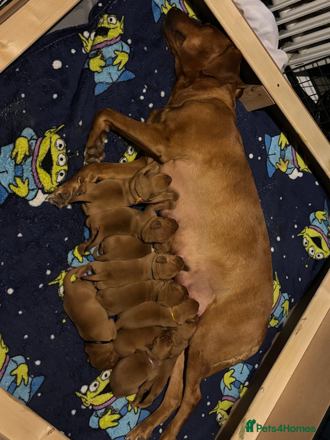 Labrador Retriever dogs for sale: 9 Red Fox Labradors - 3 male 6 female.  - Image 2