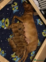 Labrador Retriever dogs - Advert 3