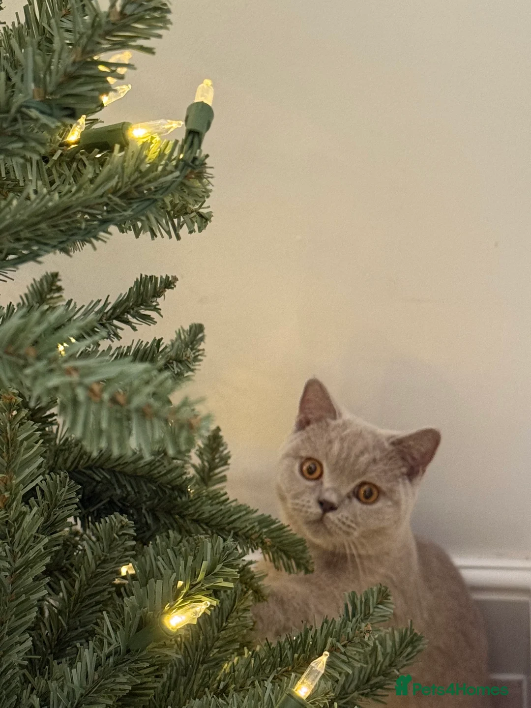 British Shorthair cats for sale: 8 month female lilac British shorthair  - Advert 3