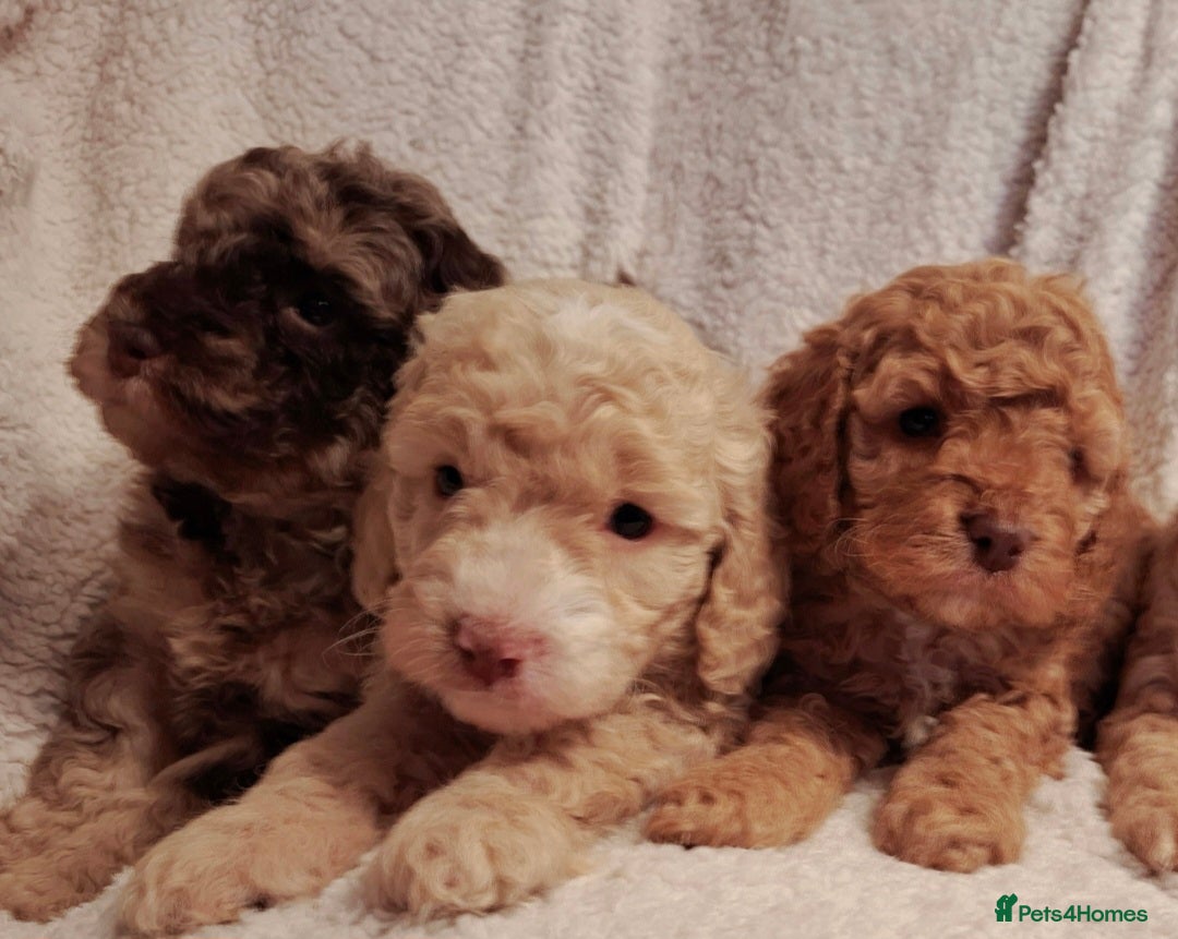 Cockapoo dogs Minature cockapoo puppies - Advert 9