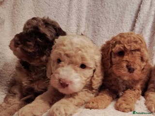 Cockapoo dogs Minature cockapoo puppies - Advert 9