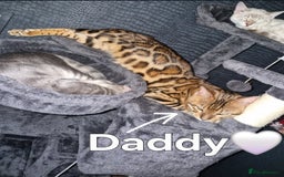 Bengal cats for sale: TICA Genetic & Health Tested Bengal Kitten Male - Image 7