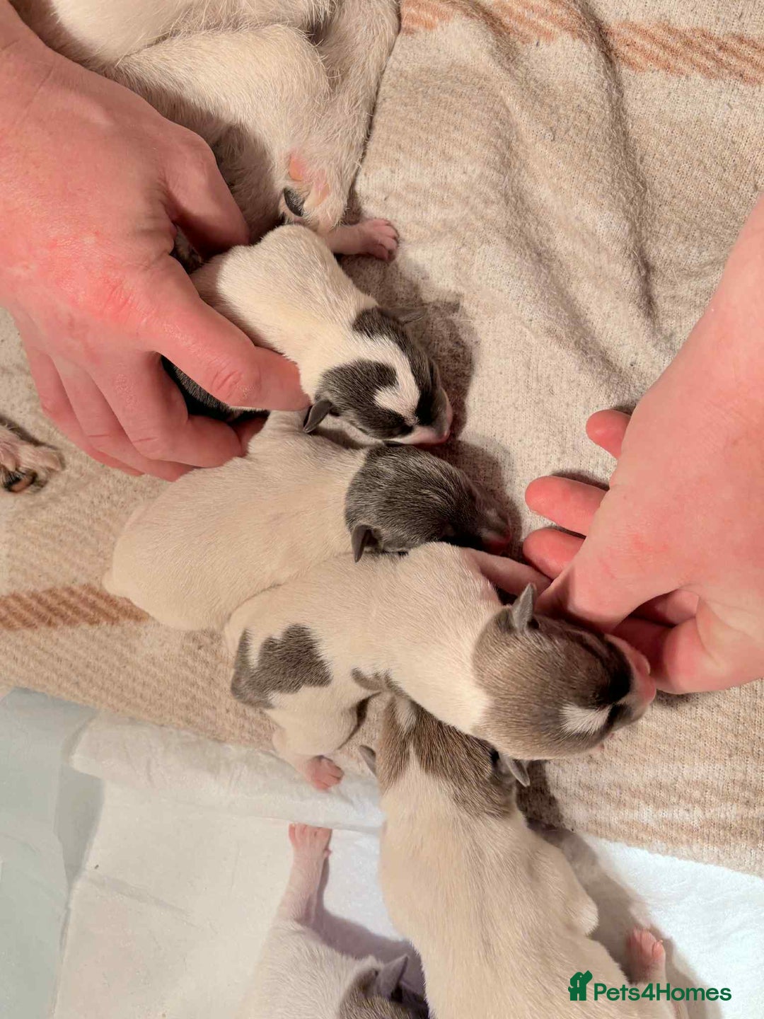 Jack Russell dogs for sale: White,blue,red tri jack Russell pups  - Advert 6