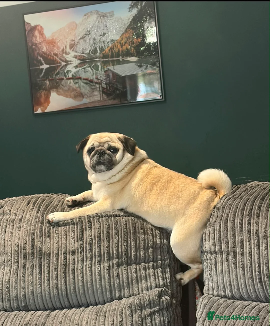 Pug dogs for sale: Pug needs rehoming - Advert 3