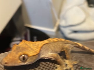 Gecko reptiles Crested Gecko in Birmingham - Advert 2