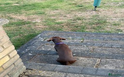 Miniature Dachshund dogs for sale: Smooth haired mini daschund chocolate and tan - Image 6